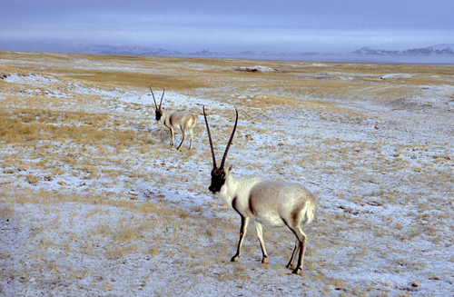 Two male chiru in striking nuptial pelage pose during the December mating season.: Photograph from Tibet Wild by George B. Schaller. Reproduced by permission of Island Press.